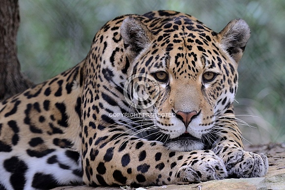 Jaguar