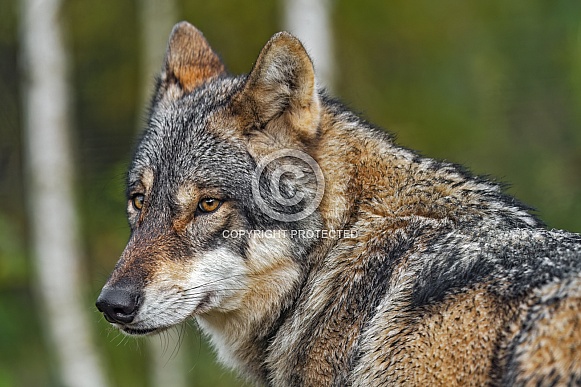 Profile portrait of a wolf