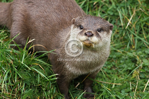 Asian short clawed otter Asian short clawed otter