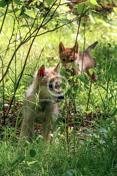 Wolf and Wolf Pups