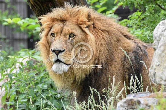 African Lion