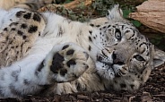 Snow Leopard