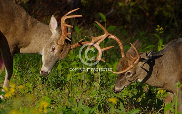 White tail deer