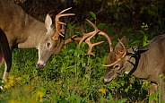 White tail deer