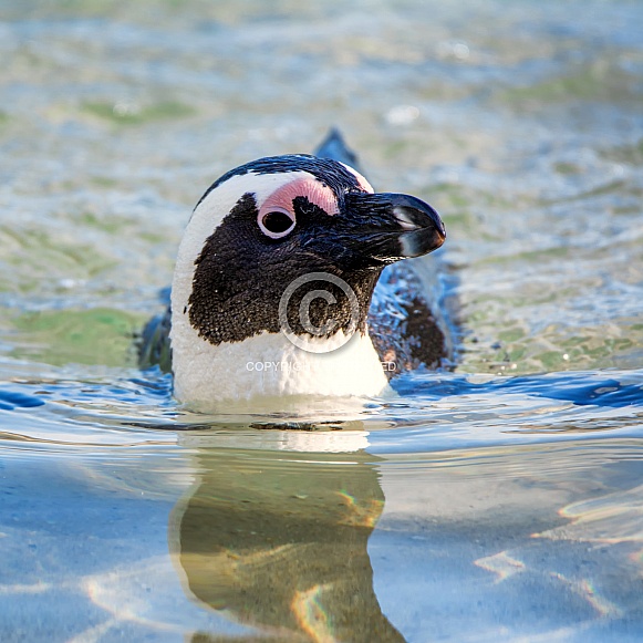 African Penguin swimming