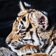 Tiger Cub - 9 Weeks Old