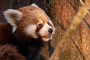 Red Panda Cub Side Profile