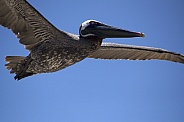 Galapagos Pelican
