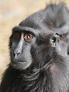 Crested Macaque (Macaca Nigra)