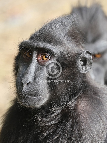 Crested Macaque (Macaca Nigra)