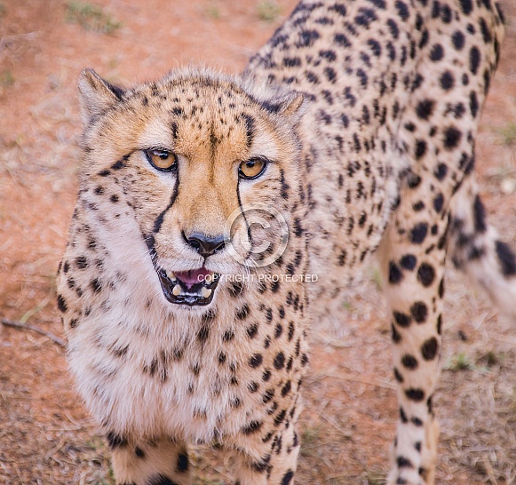 Cheetahs