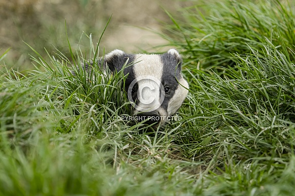 Badger