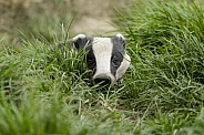 Badger
