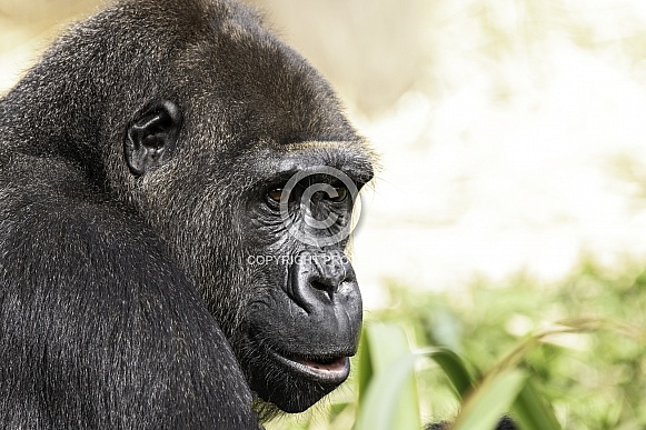 Western Lowland Gorilla Close Up