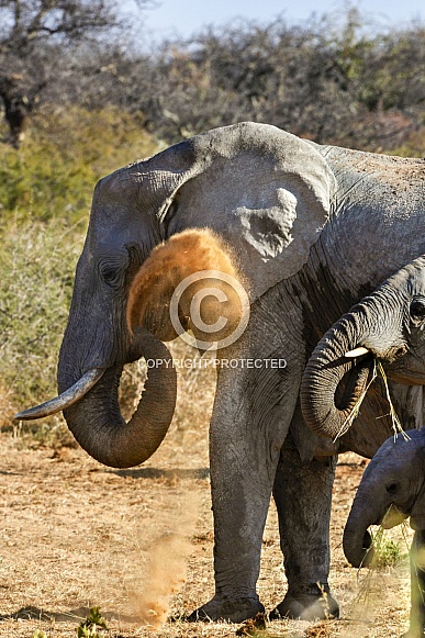 African Elephant having a dust bath - Namibia