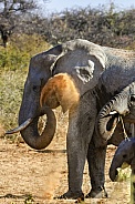 African Elephant having a dust bath - Namibia