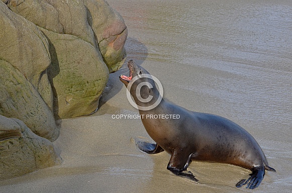 California Sea Lion California Sea Lion