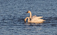 Trumpeter Swan Pair Feeding in Alaska