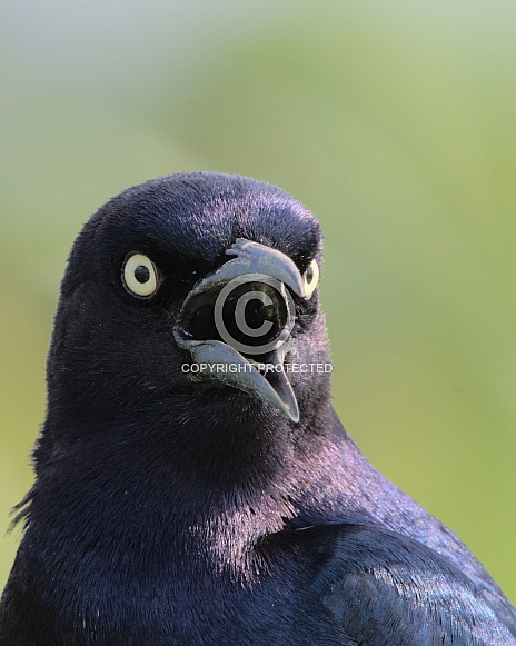 Boat-tailed grackle