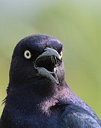 Boat-tailed grackle