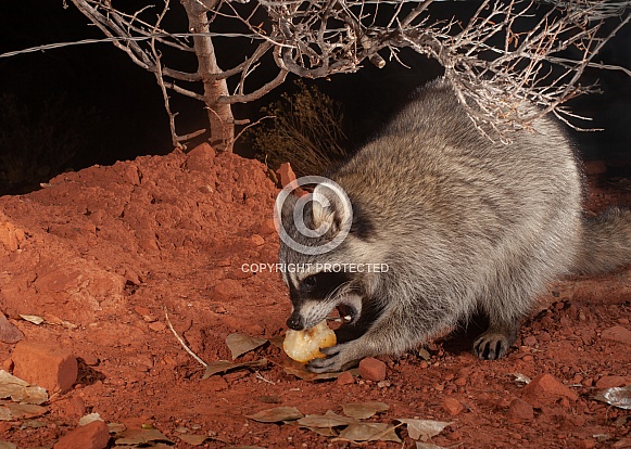 Procyon lotor, Raccoon