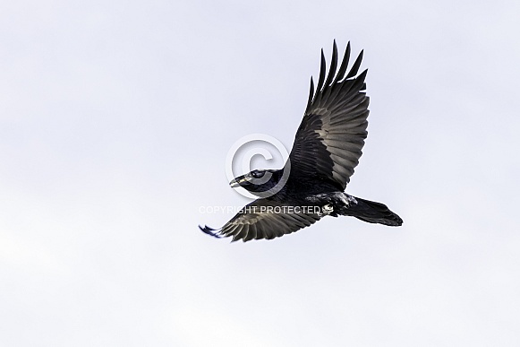 A Common Raven in Flight