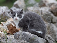 Grey and White Kitten Sitting on a Rock