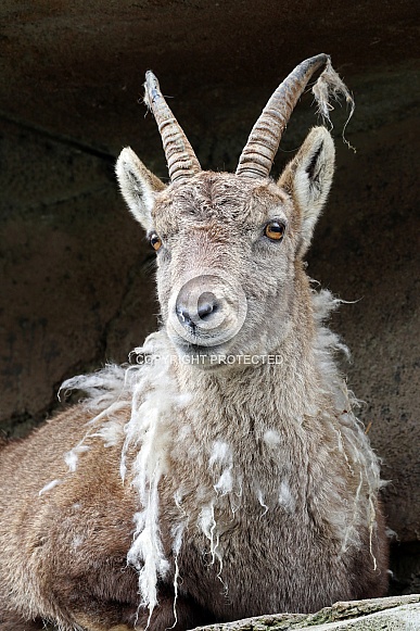 Alpine ibex (Capra Ibex)