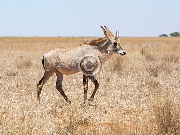 Roan Antelope Roan Antelope