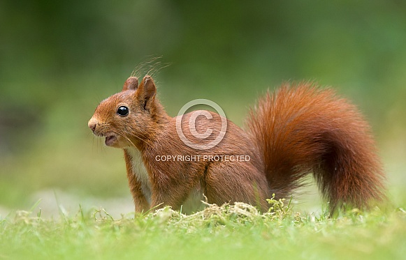 Red Squirrel Red Squirrel
