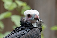 White-headed vulture Portrait