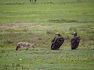 Standoff between Golden Jackal and Vultures in Ngorongoro Crater