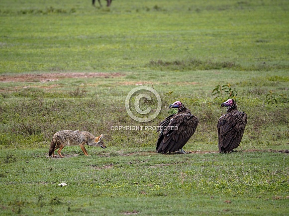 Standoff between Golden Jackal and Vultures in Ngorongoro Crater Standoff between Golden Jackal and Vultures in Ngorongoro Crater