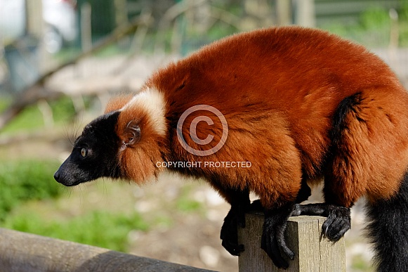 Lemur