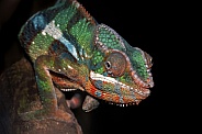 Chameleon