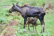 Moose, cow and calf