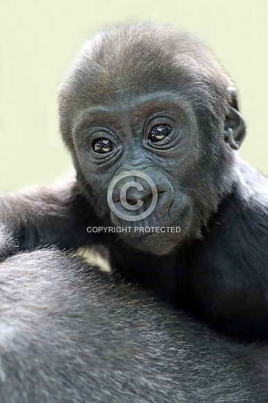 Western Lowland gorilla baby (gorilla gorilla gorilla) Western Lowland gorilla baby (gorilla gorilla gorilla)
