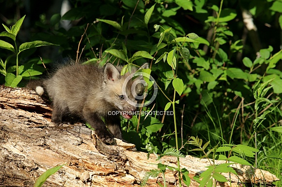 Baby Fox