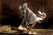 Arabian Horse--Kick Up That Dirt