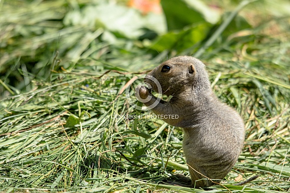 prairie dog prairie dog