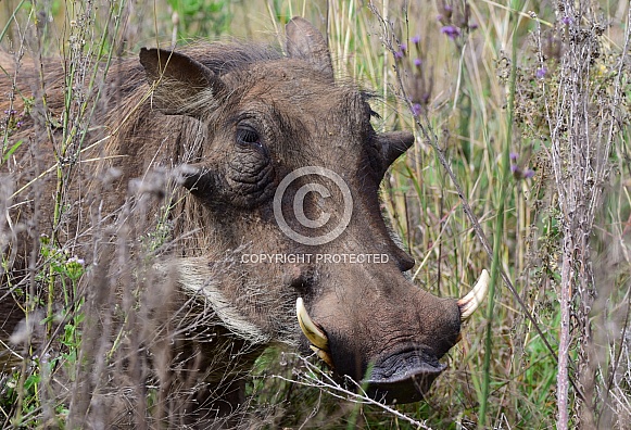 Warthog