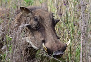 Warthog