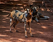 African Wild Dogs (Lycaon pictus)