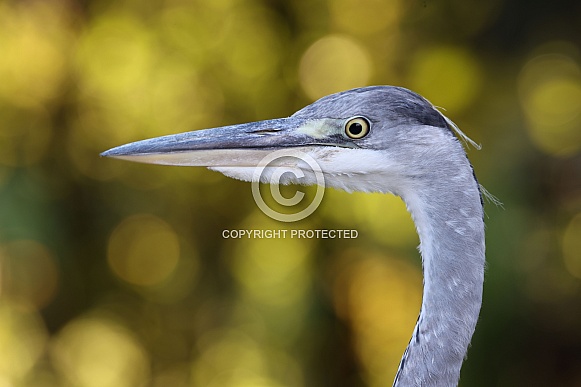 Grey Heron (Ardea cinerea) Grey Heron (Ardea cinerea)