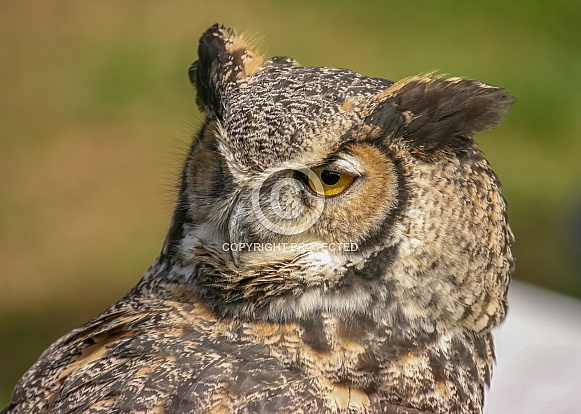 Great Horned Owl - Bubo virginianus Great Horned Owl - Bubo virginianus