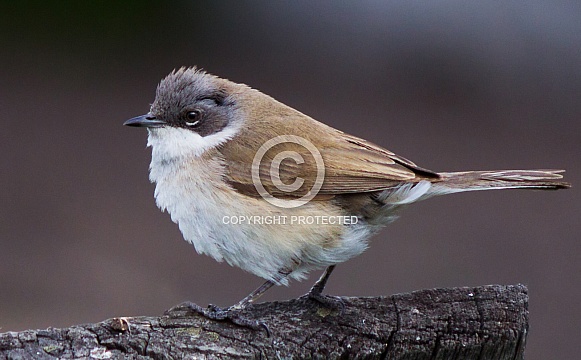 Lesser whitethroat Lesser whitethroat