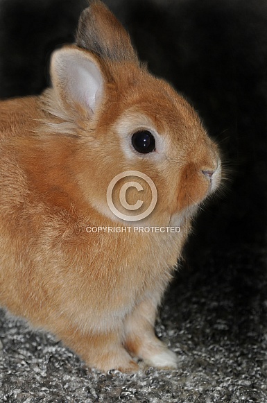 Lionhead Rabbit Lionhead Rabbit