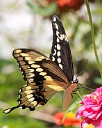 Giant Swallowtail feeding on Zinnia flowers