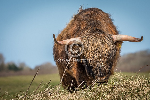 Highland cow