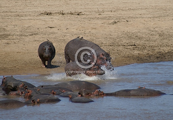 Hippos Hippos